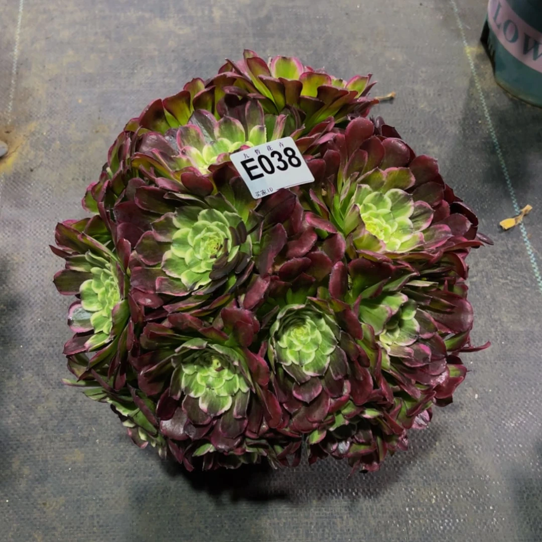 【闪购商品】03800