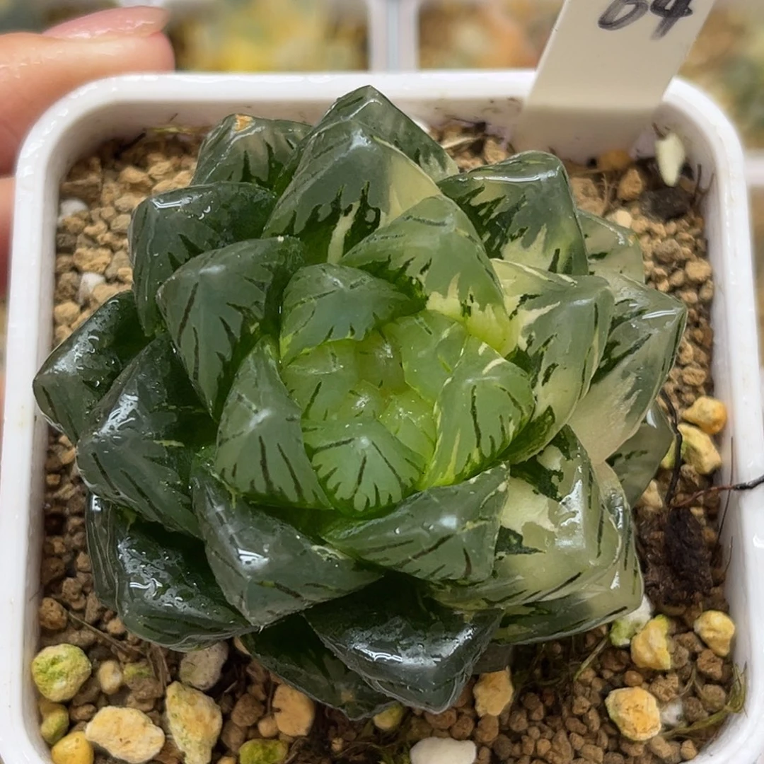 64巨大化龙鳞玉露锦福利专场