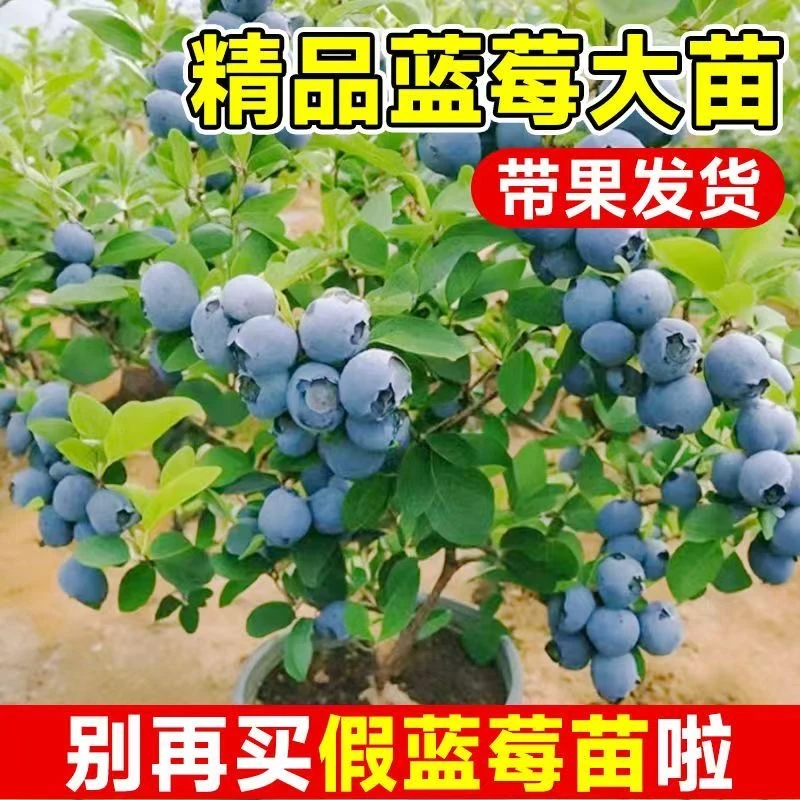 【带果L25蓝莓树苗】大果花香纯甜蓝莓南北方盆栽地栽皆可抗旱耐热