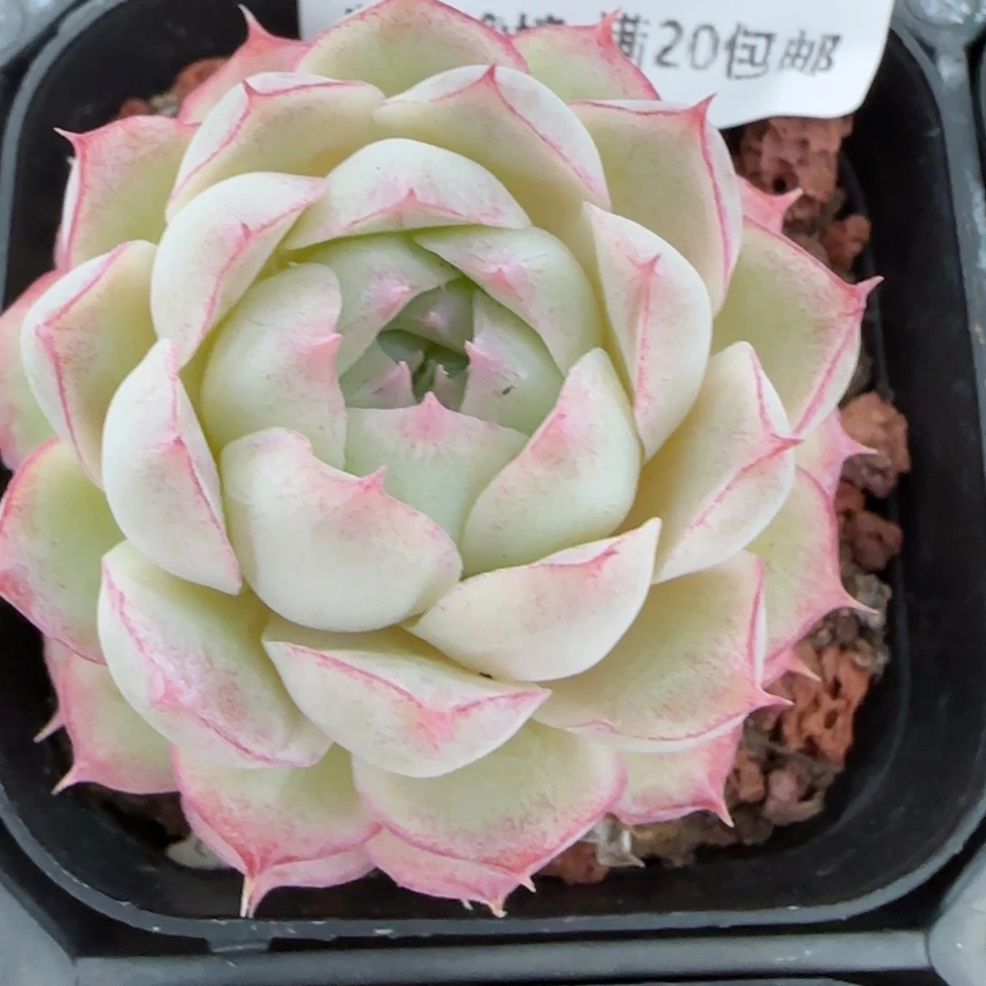 花语逸镜0128-385