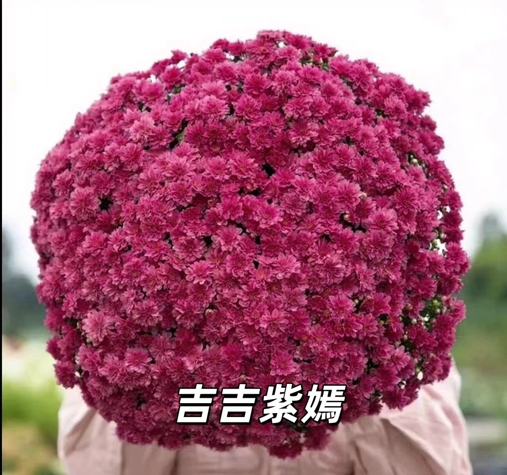 千头菊盆栽花苗易爆盆耐寒耐热多年生适合阳台庭院种植