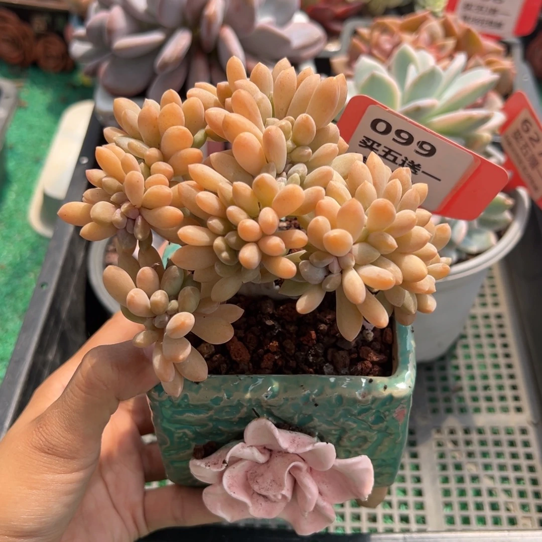 表妹精品多肉植物099.