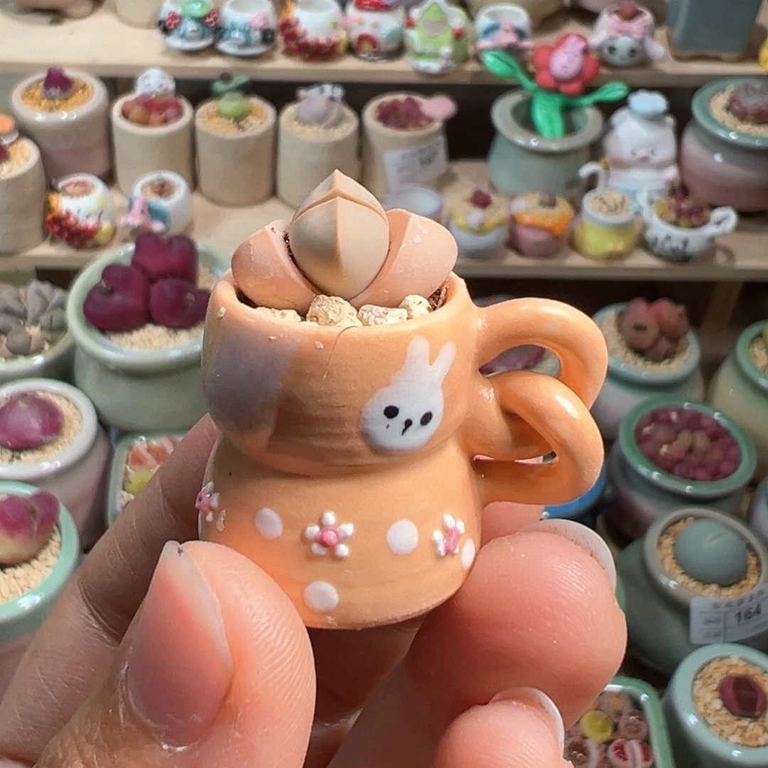 小*多肉植物188号拇指盆