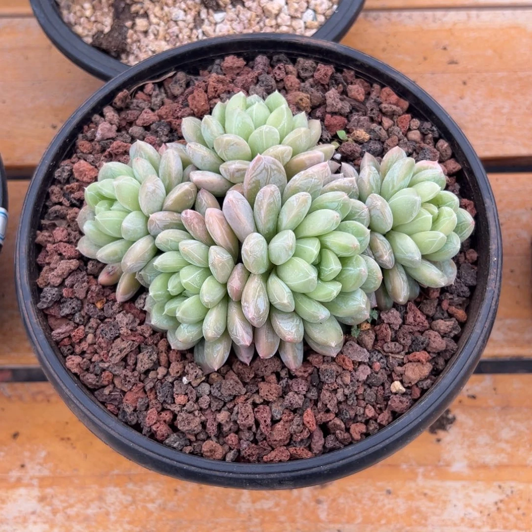多肉百达翡翠【非偏远满18包邮】