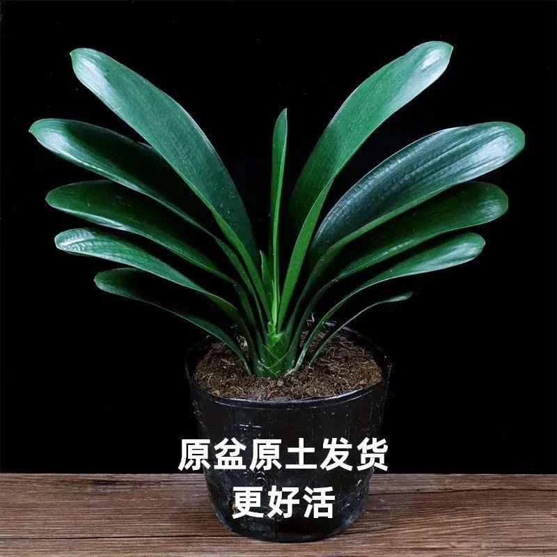 L室内绿色植物:四季常青君子兰大苗好养原盆发货高档盆栽