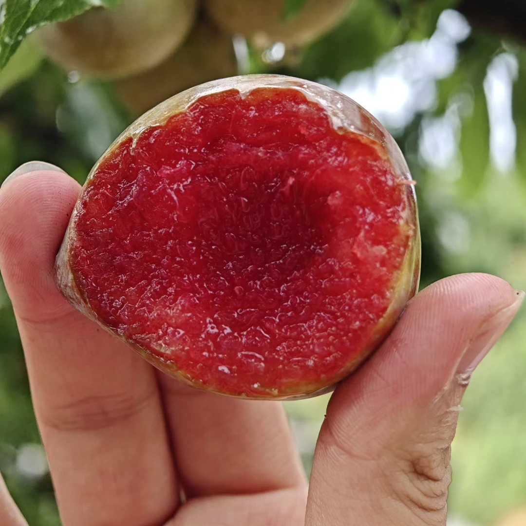 香妃李纯甜无酸糖份高达23个头大易丰产江西南丰产地直发