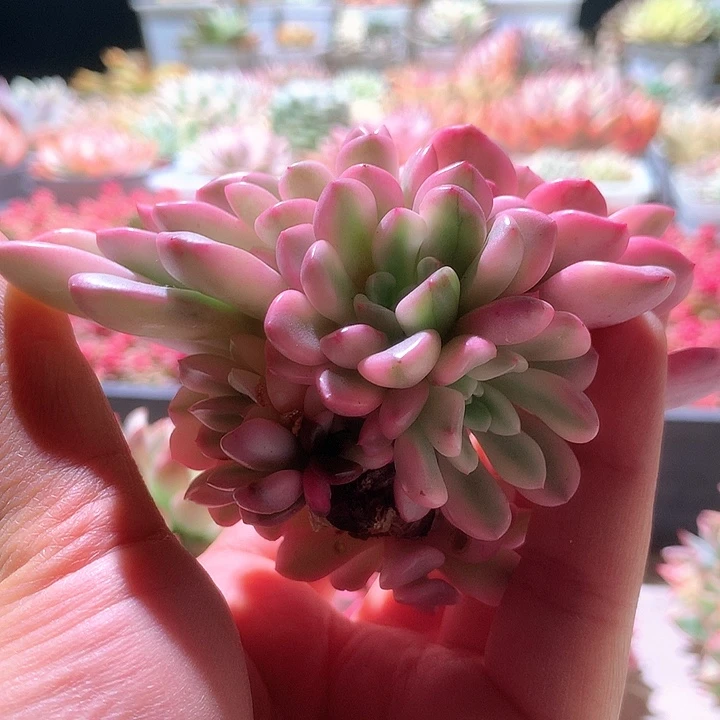 红宝石白覆轮锦10头群生