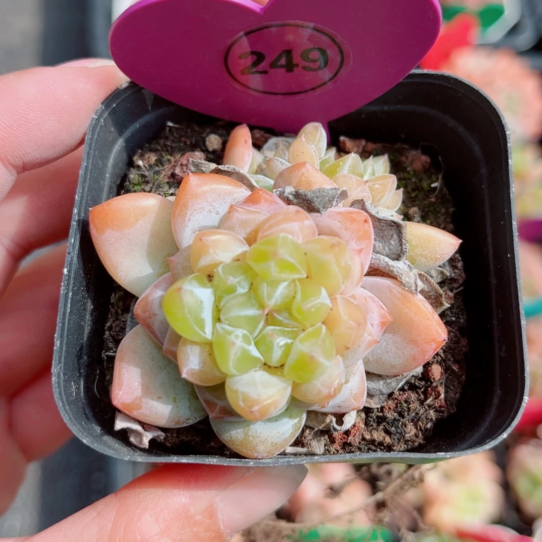 风靡园艺糖心双头