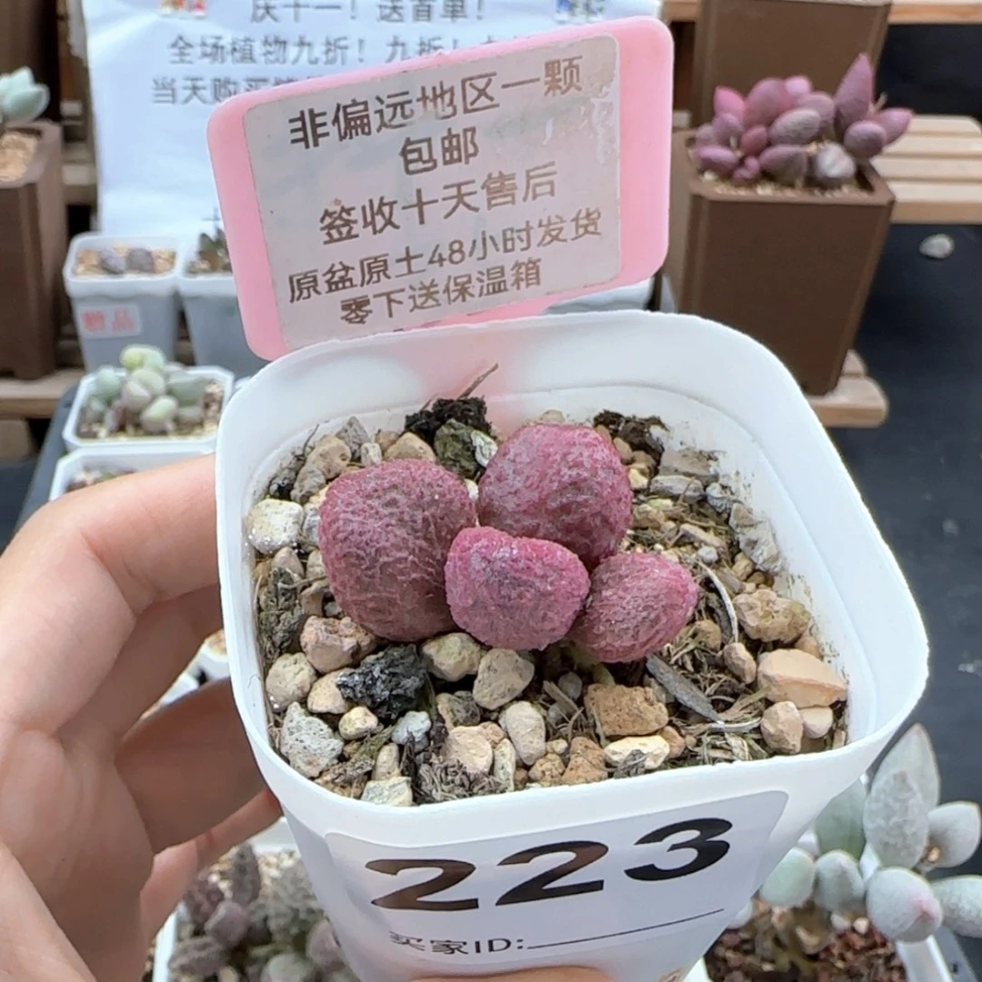 223实生多肉植物