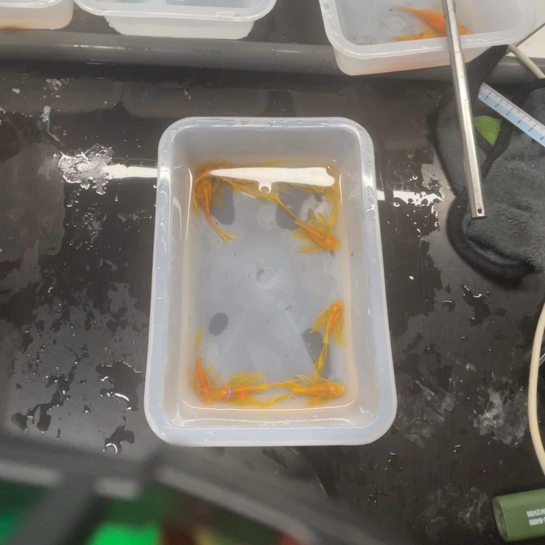 清道夫鱼大号帆10条开箱视频报损