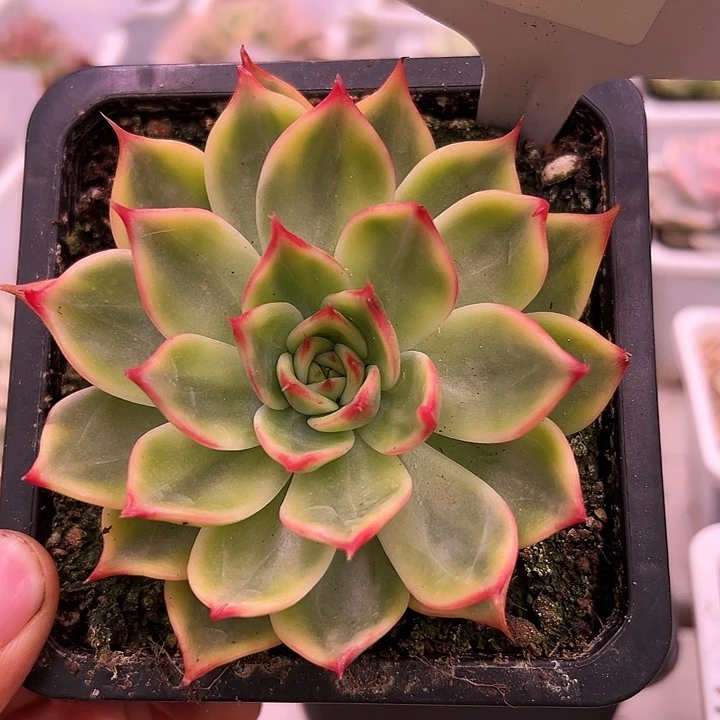 1157号桃花锦多肉