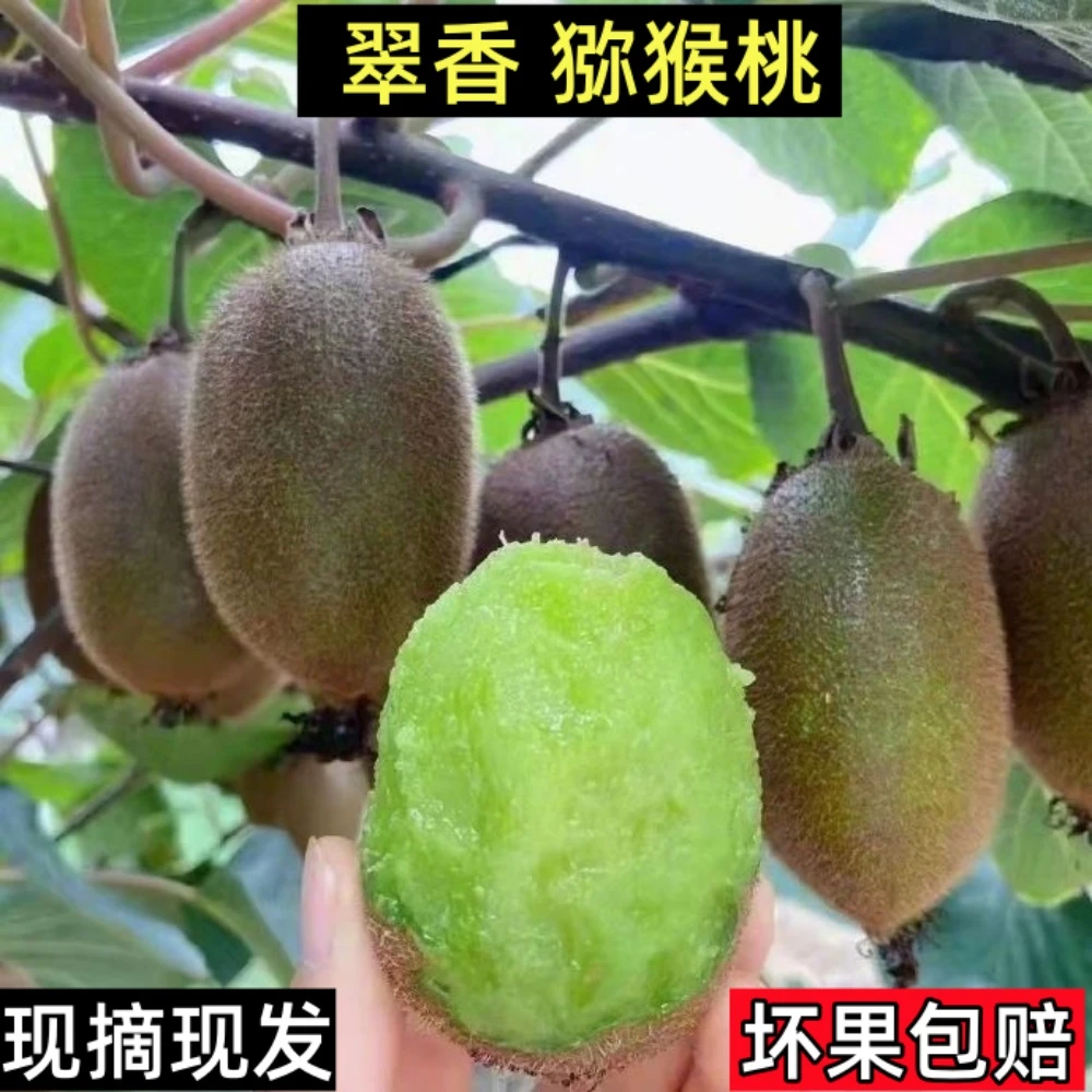 【绿色认证】翠香猕猴桃当季新鲜猕猴桃香甜水果