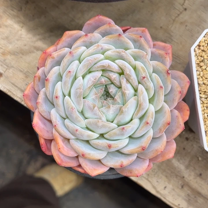 雪宝 单头 夏鸣园艺