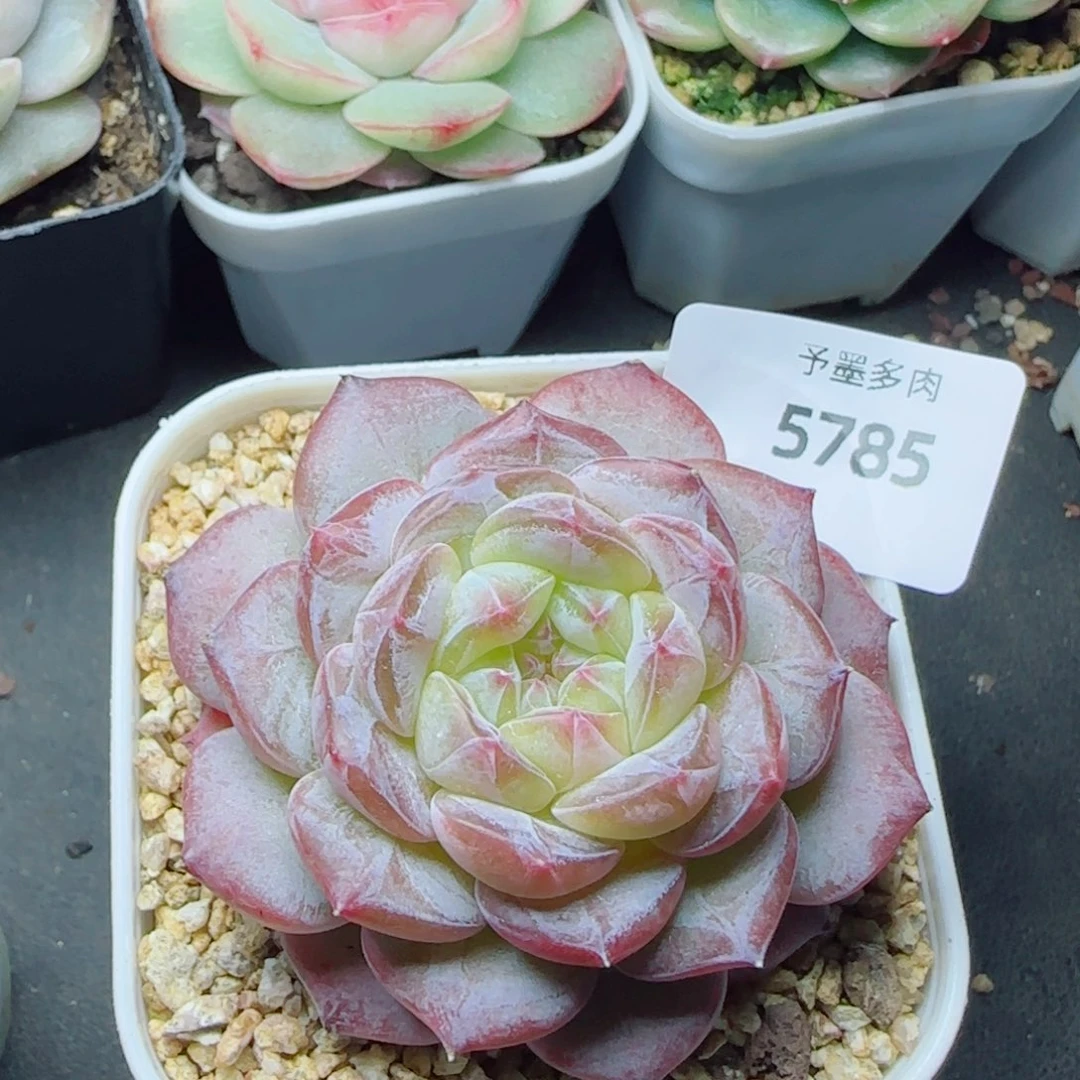 薰衣草，5785多肉植物