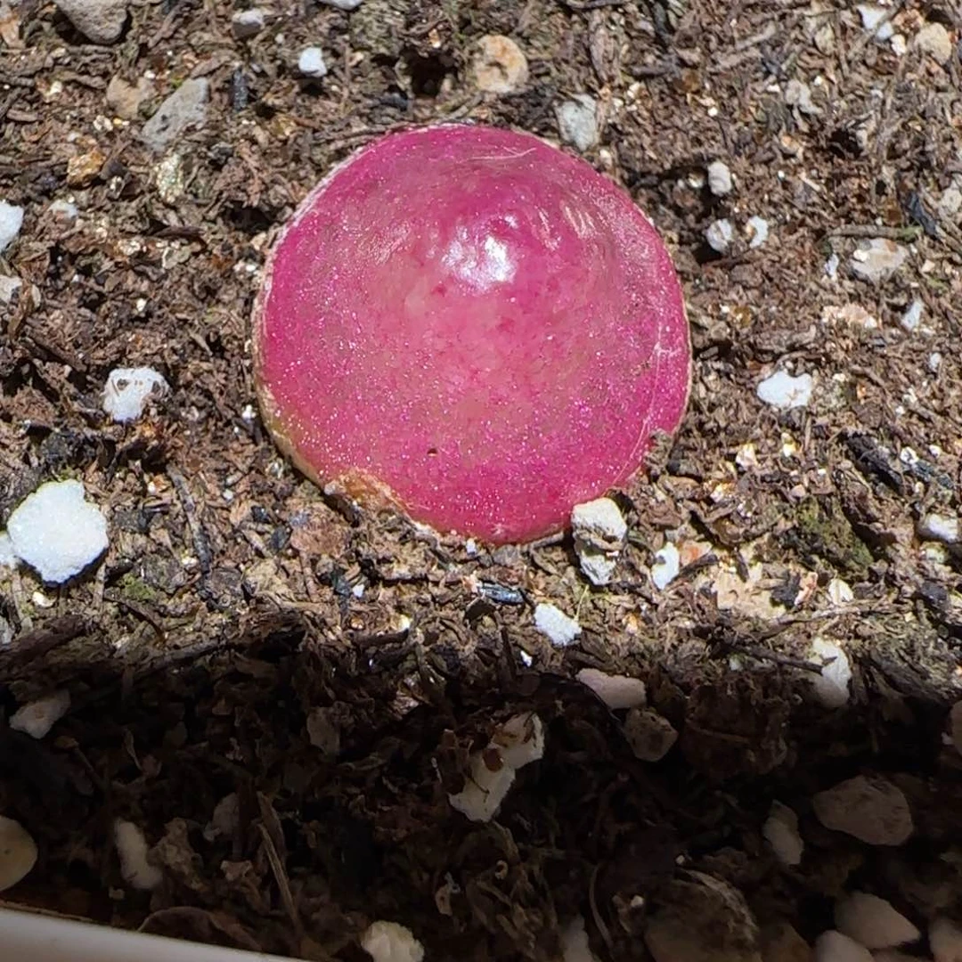 肉锥多肉植物百科-灯泡1048