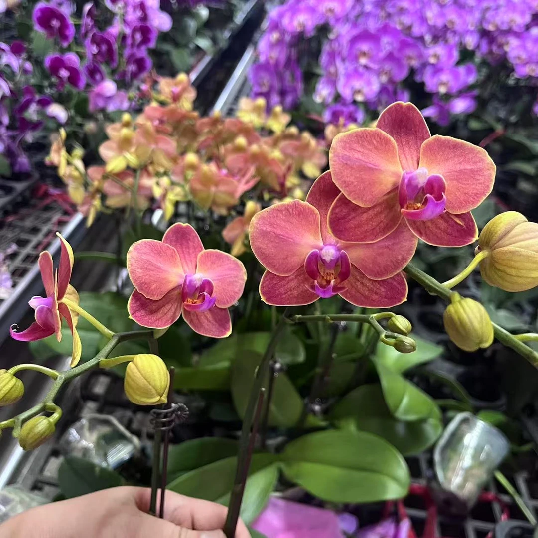 蝴蝶兰【金鲑鱼】双花剑  稀有品种 带花发货 广州基地直发