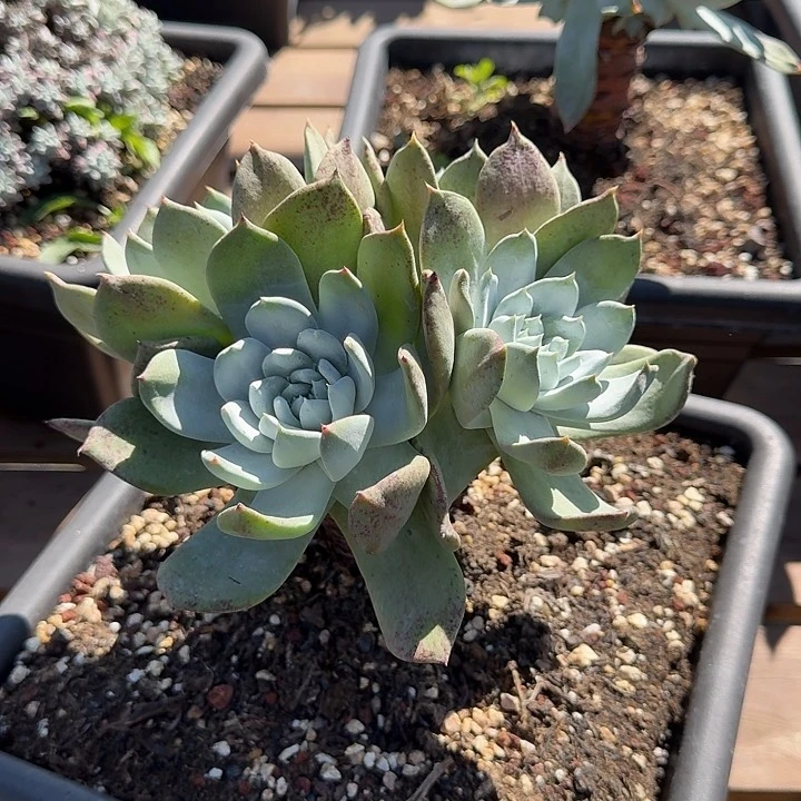 小*童牡丹苹果叶多肉植物