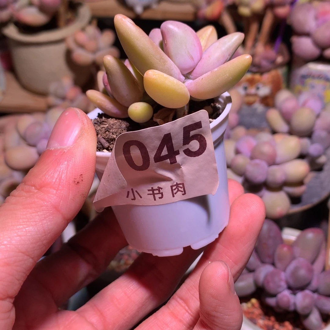 香蕉奶酪多肉045