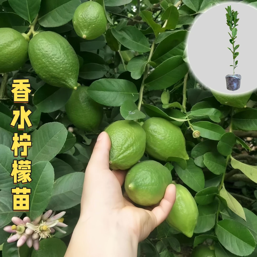 广东香水柠檬苗台湾四季香水柠檬苗阳台盆栽尤力克柠檬苗四季结果