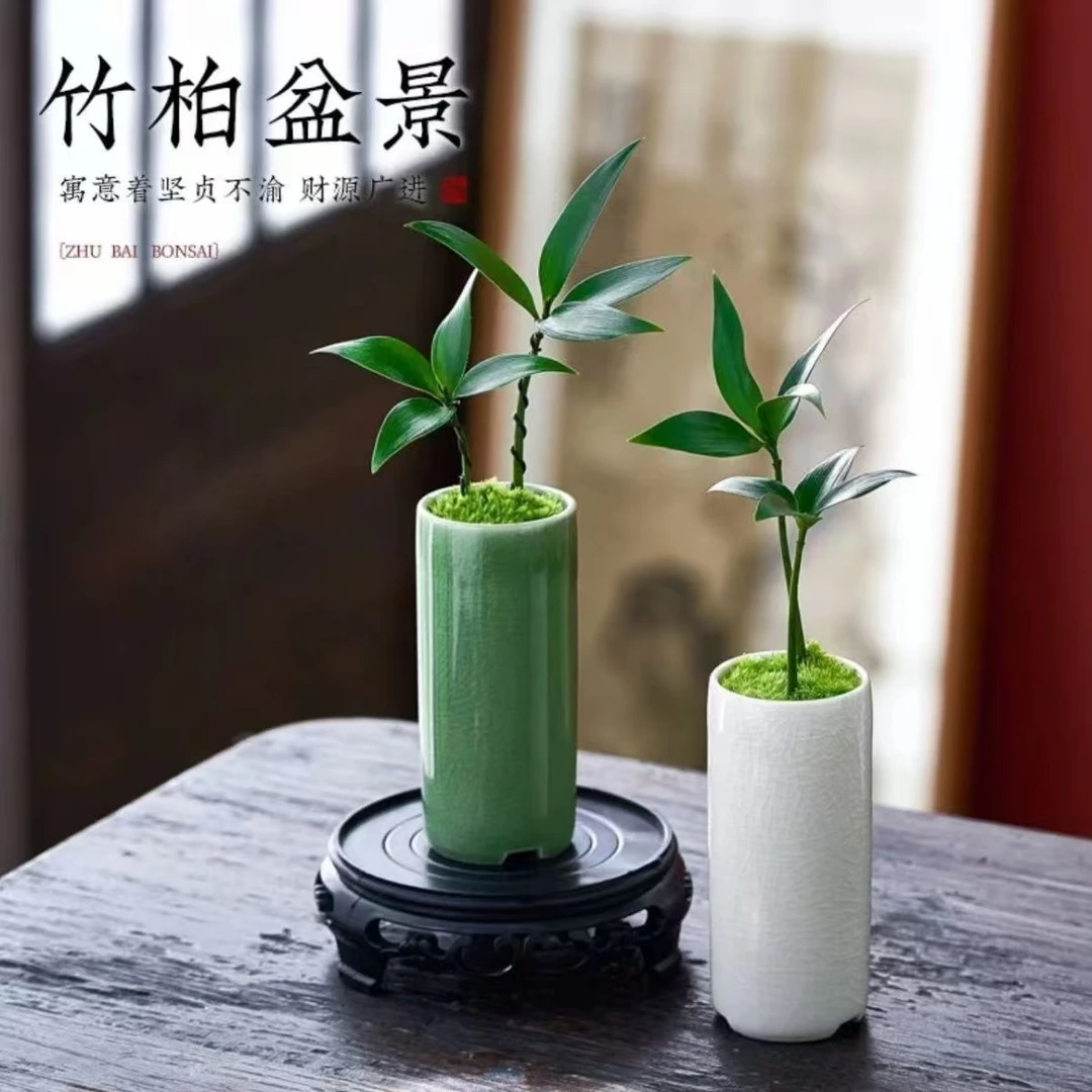 【精致巧手】迷你竹柏绿植盆景小盆栽驱蚊草植物室内花卉办公室桌面
