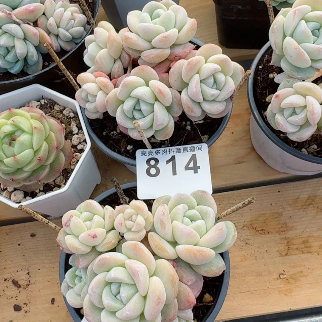 朱***。专拍         精品多肉