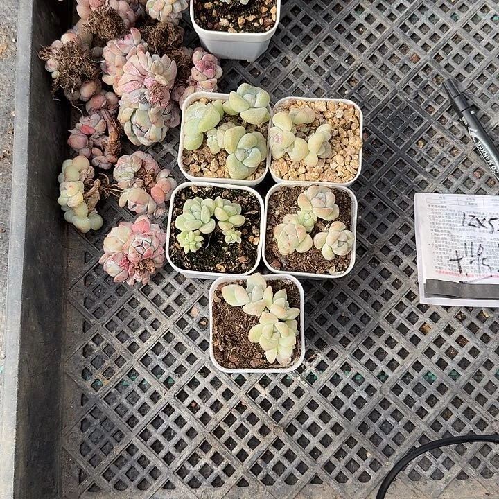 楚楚一物一拍专拍链接