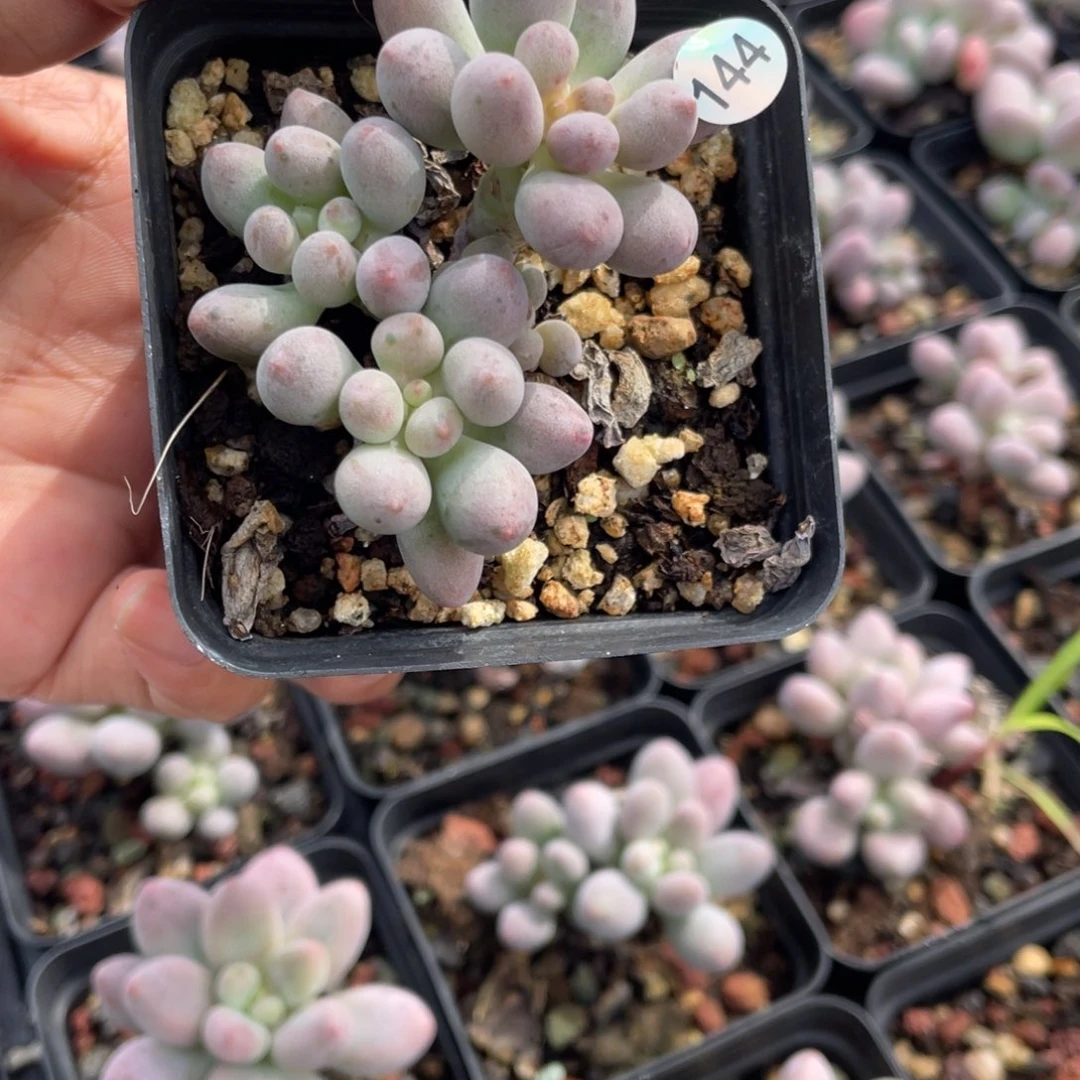 仙子奶酪多肉植物