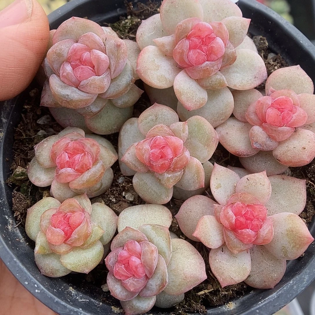 一物一拍一物一拍925-119