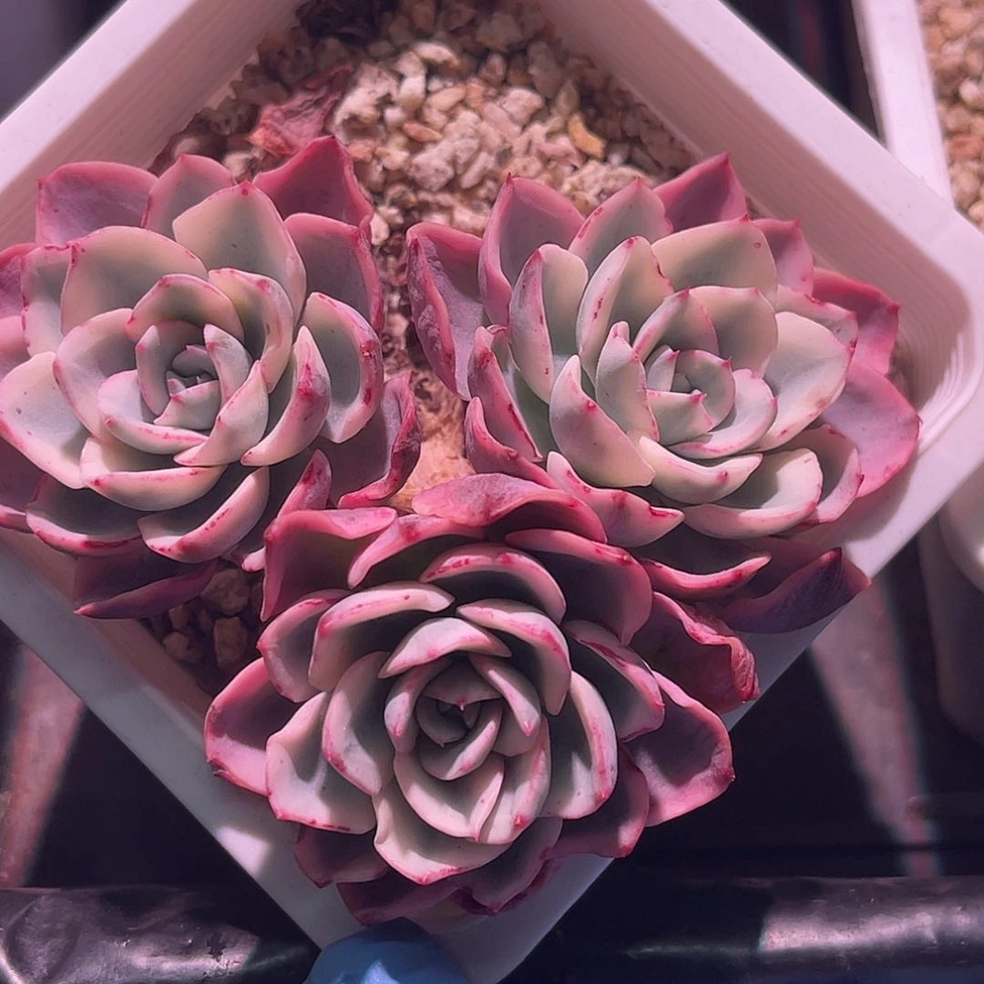 尚品园艺福利锦8341