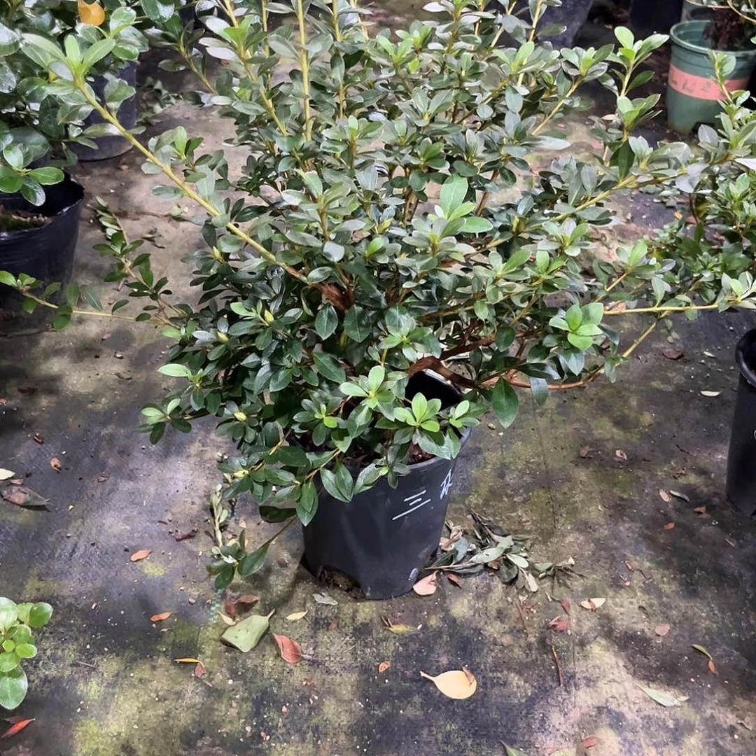 皋月杜鹃套瓣三乐