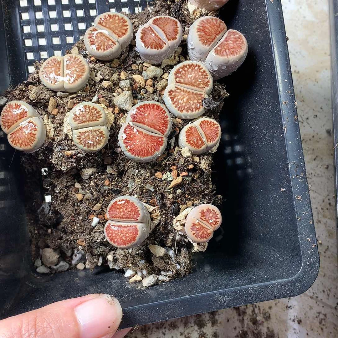 海*❀A461多肉植物保护研究所