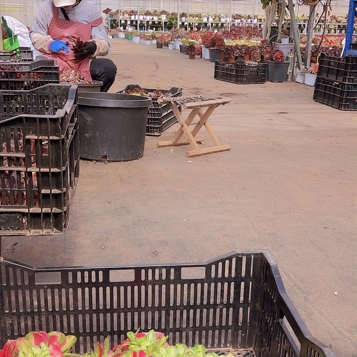 无*谓三个知否砍头植物