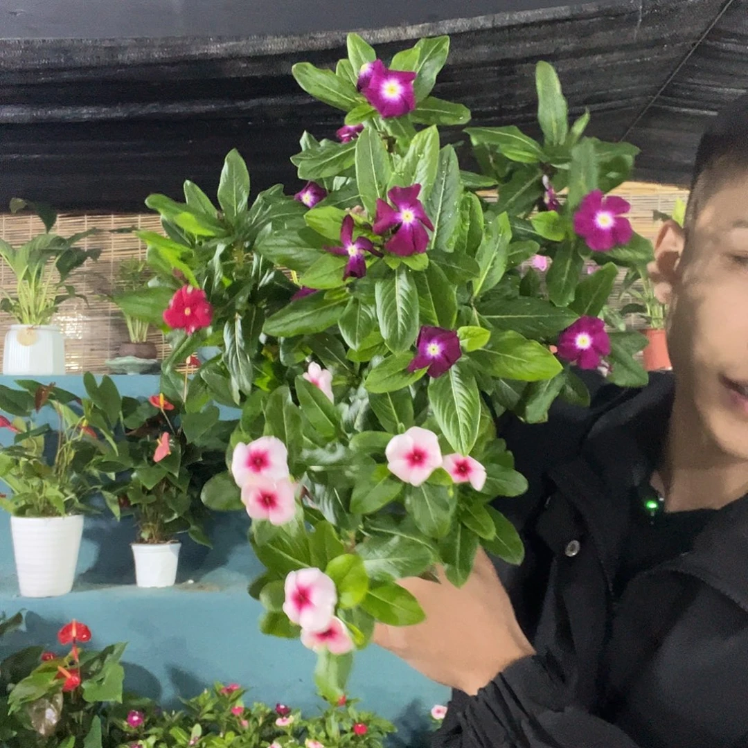 完全开放加仑盆天天开