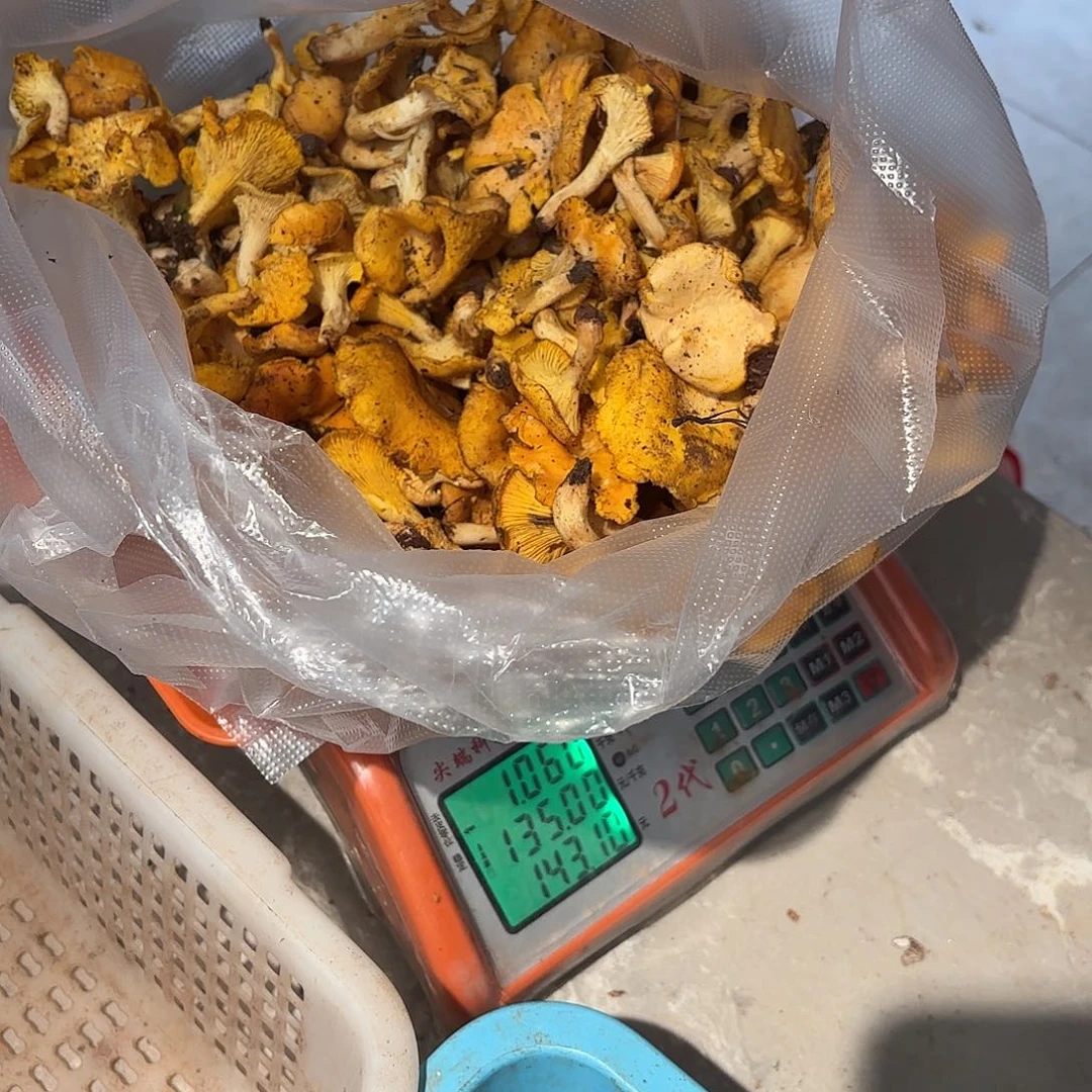 宁***旧云南小表妹野生菌代购中国大陆