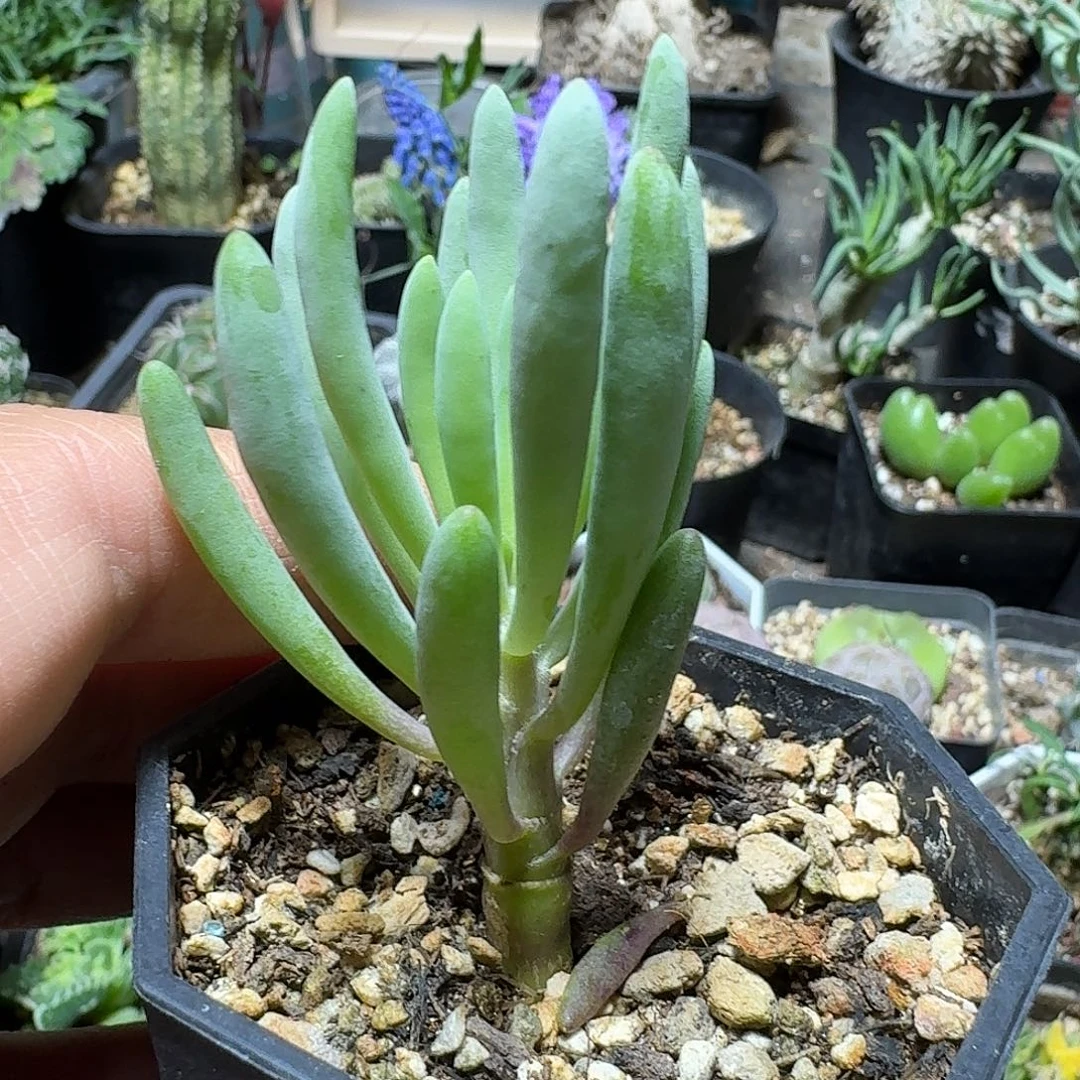 260卡拉菲厚敦菊脱土发货