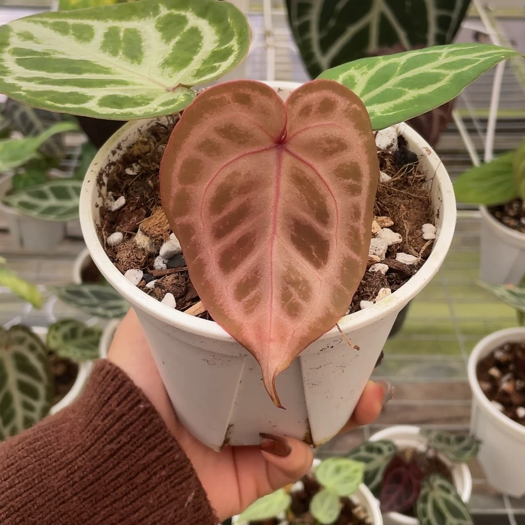 完全开放梦想家花烛一颗