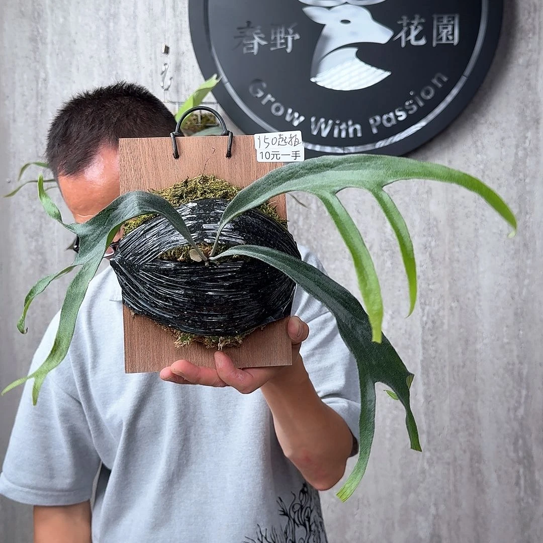 完全开放绿植绿植绿植绿植