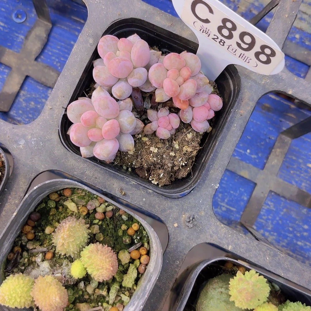 C898蓝莓奶酪一物一拍