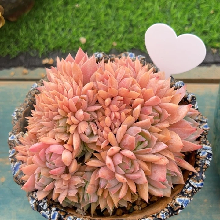 L****8木樨甜心缀 周菁姐专拍