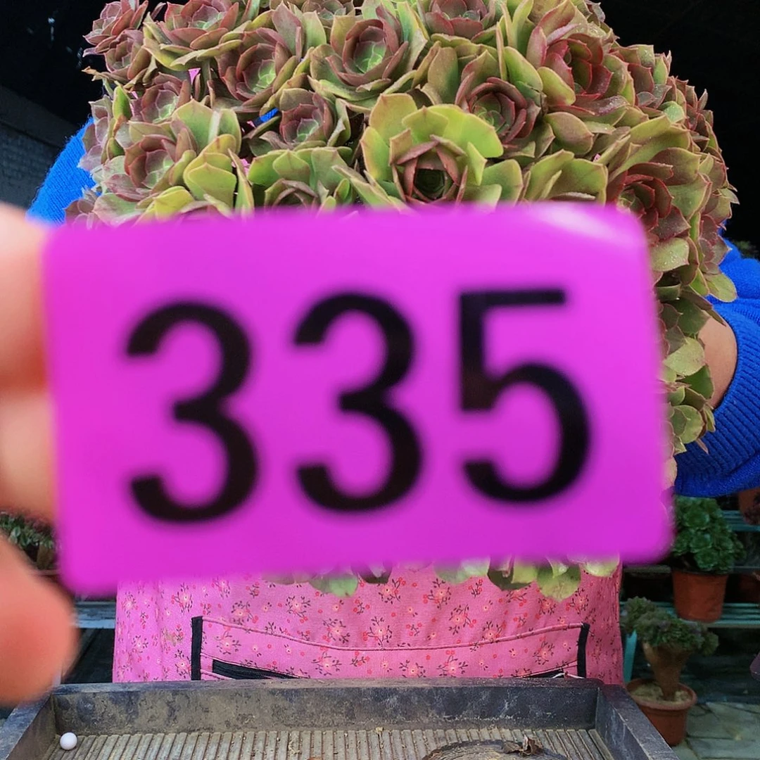 sssssssssssssssssss335