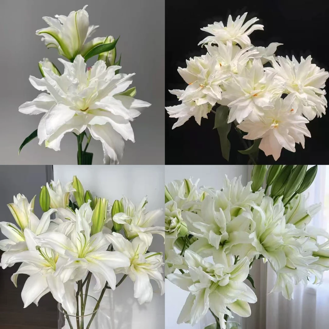 不选品白色系重瓣百合 生花苞发货 全场任意两单以上包邮