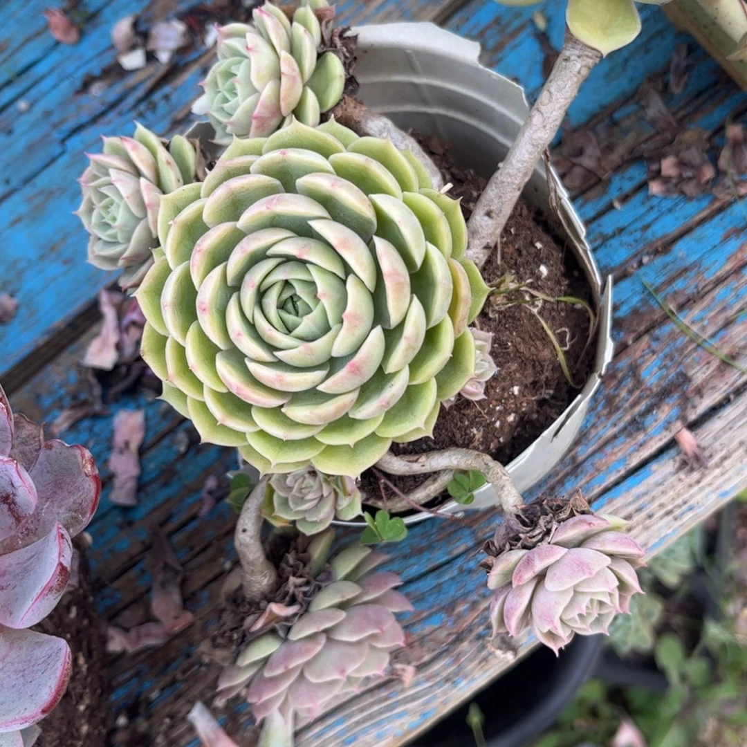 新疆西藏内蒙不发货，昂斯诺