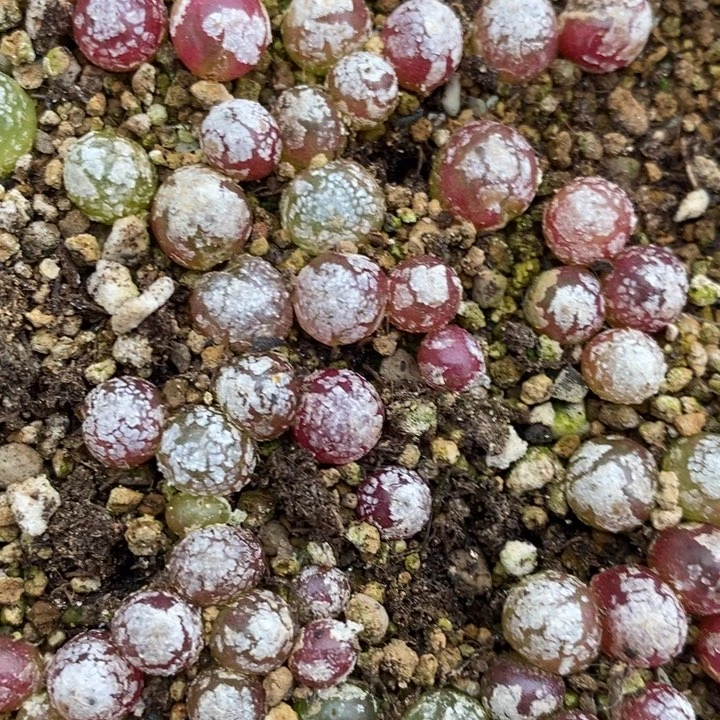小灯泡2颗一组一组