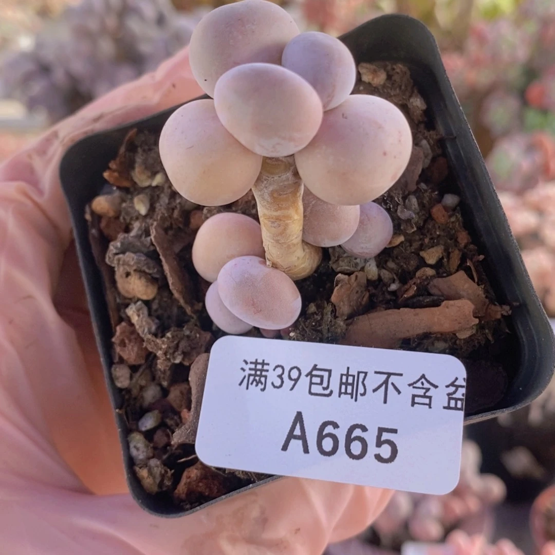 橙奶3cm665多肉植物