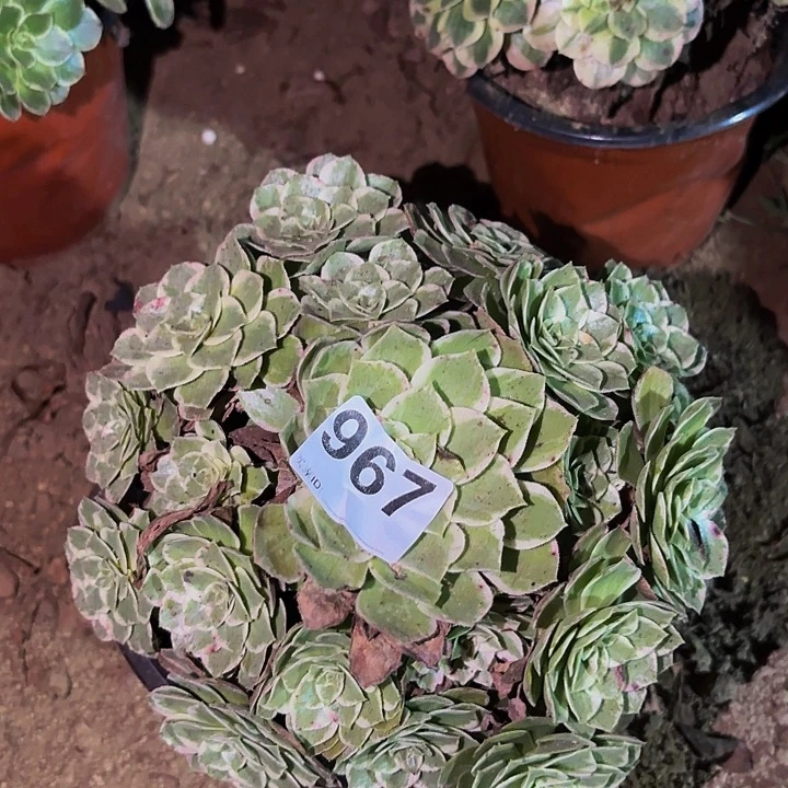 967万花筒多肉植物不售后