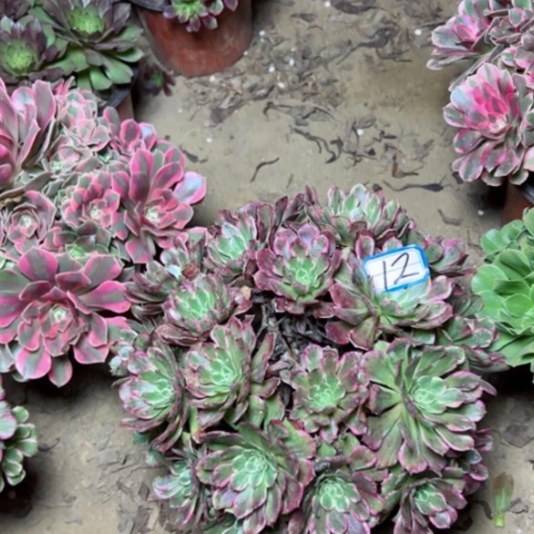 【闪购商品】紫嫣12