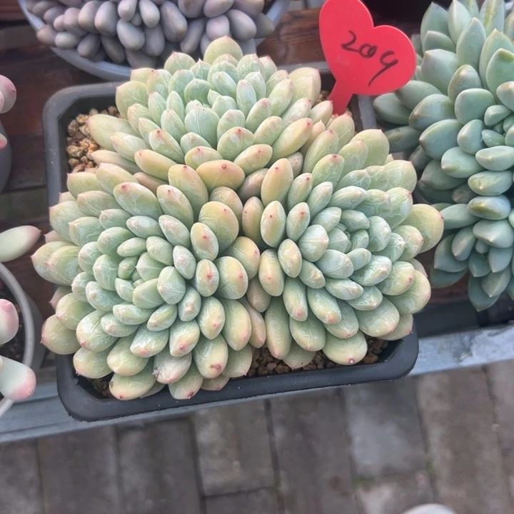 梦***&多肉植物一物一拍