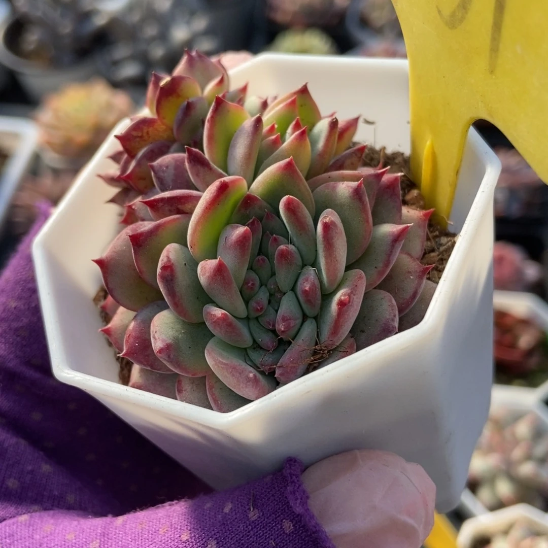 1851拉糖缀多肉植物