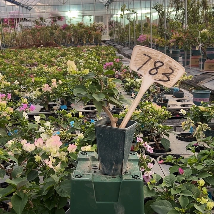 当前无花栽培后可以开花绿樱 有破皮方盆783
