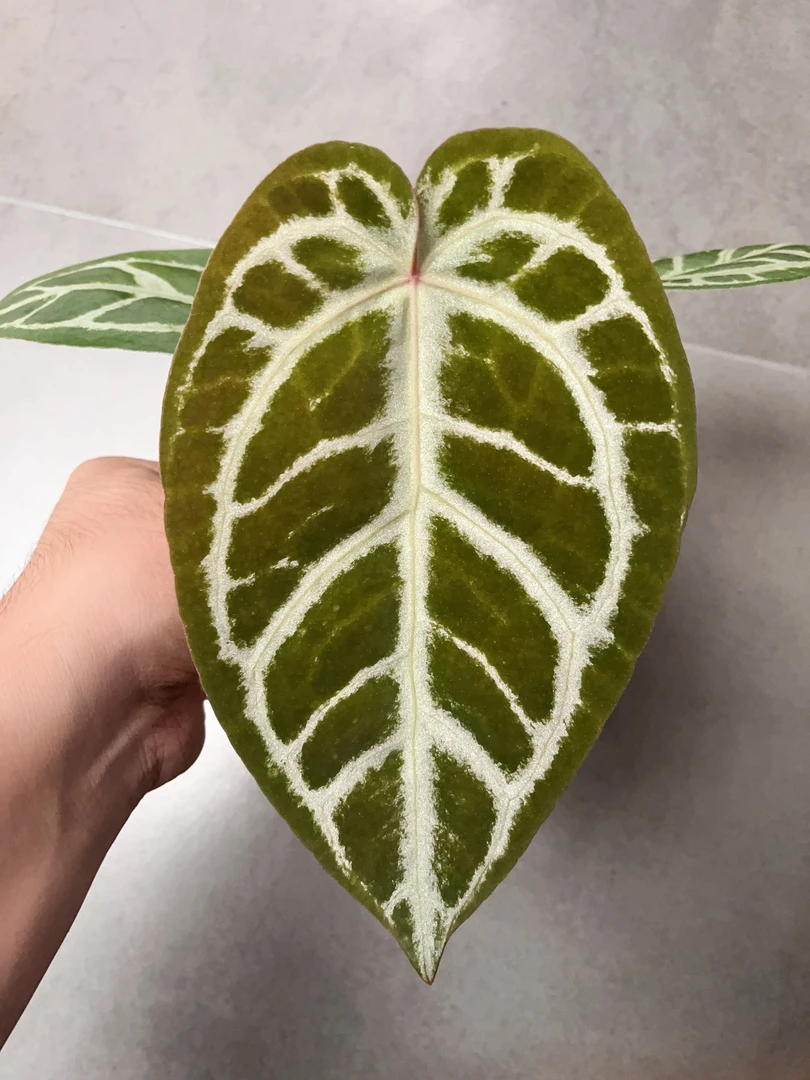 【僵尸 x 面纱】天南星科 热带植物